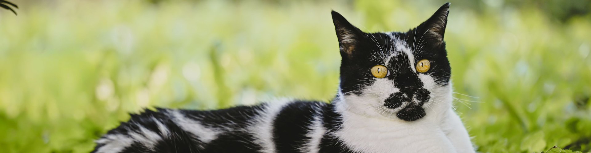 Il gatto graffia il divano