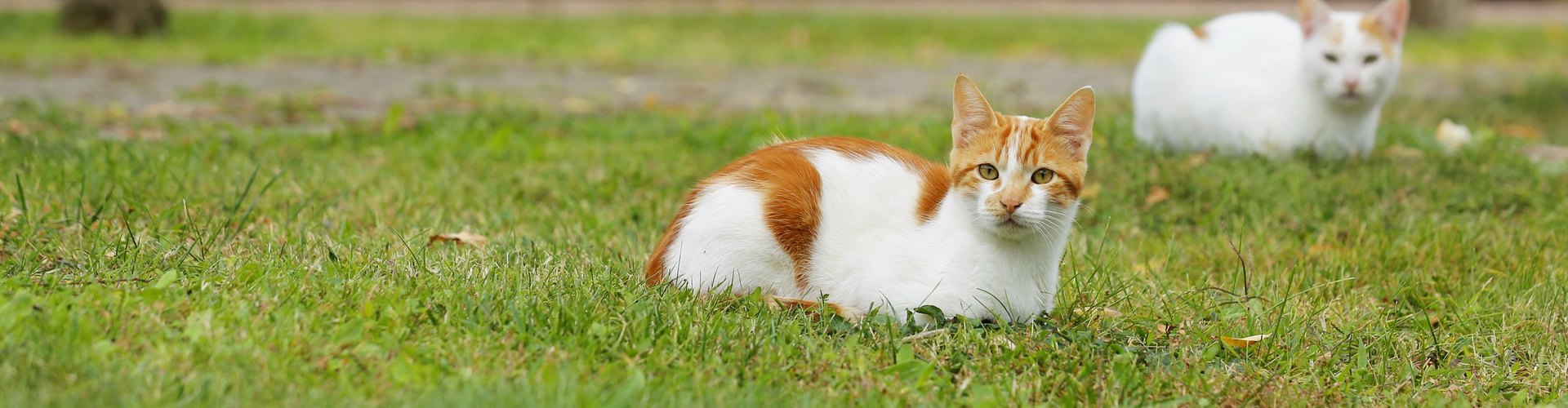 Il gatto che non mangia