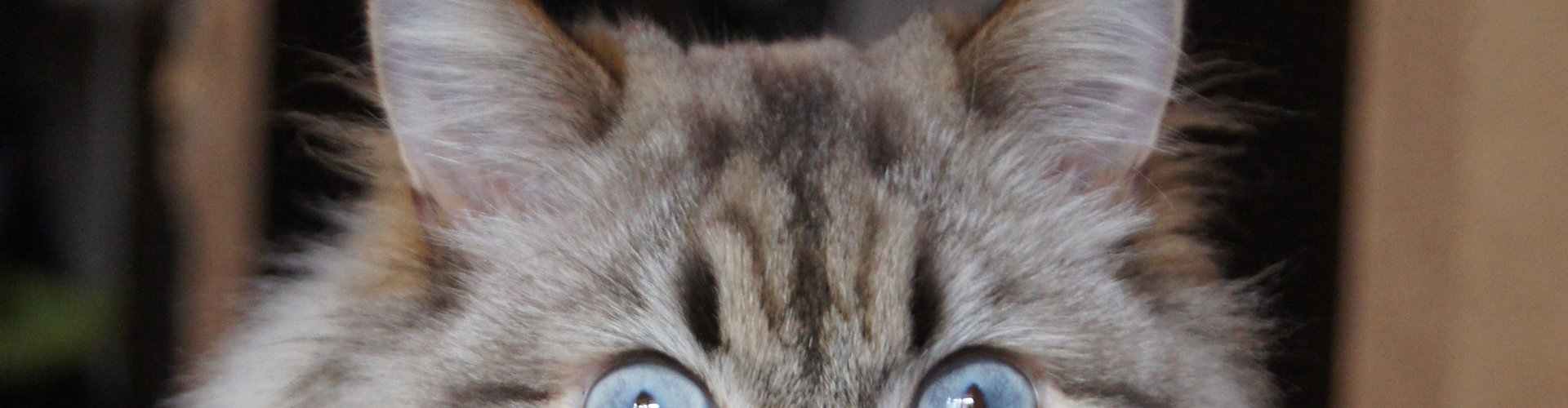 Perch&eacute; il gatto fa le fusa