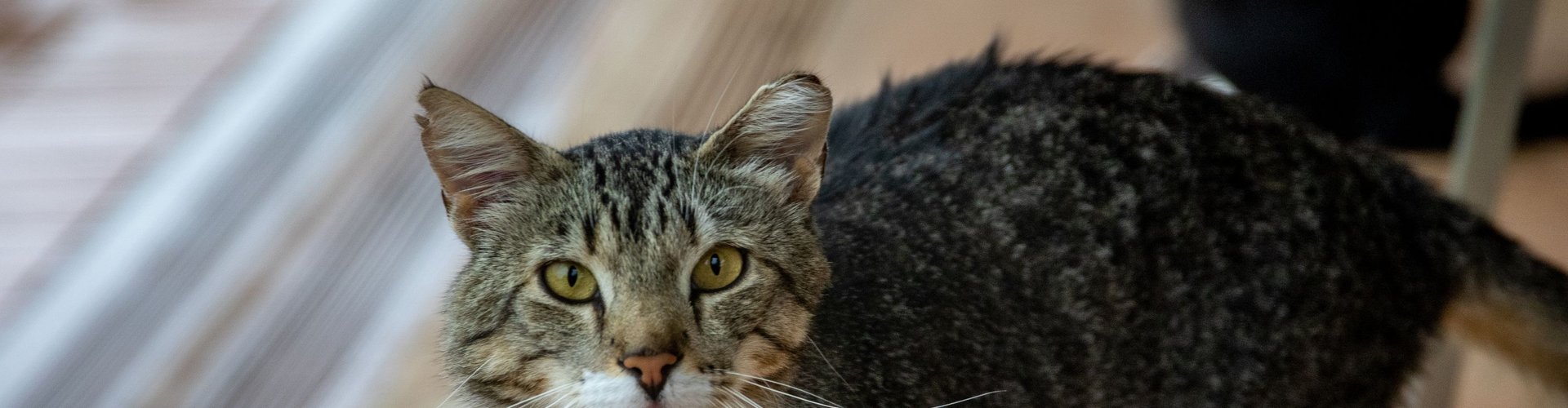 Il gatto miagola di notte