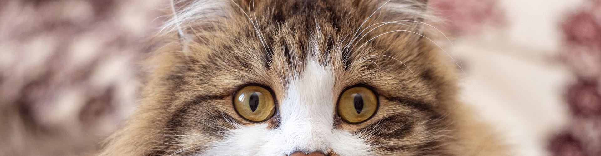 Perch&eacute; il gatto vomita