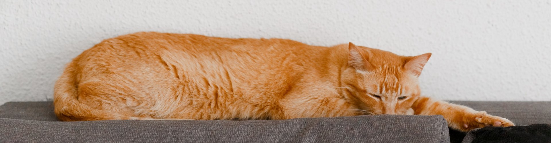 Il gatto dorme con me