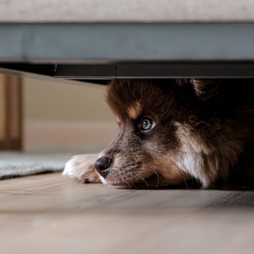 Cane nascosto sotto un divano