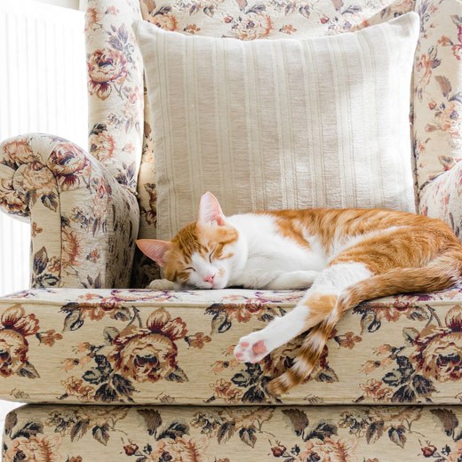 Gatto rosso che dorme su una poltrona