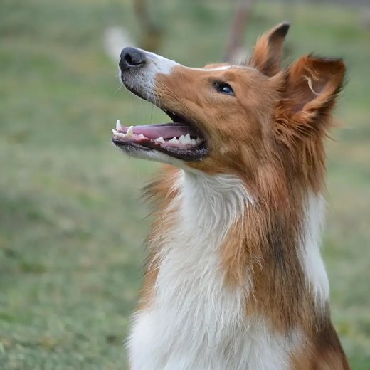 Cane da pastore in primo piano