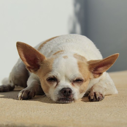 Cane che dorme sul tappeto